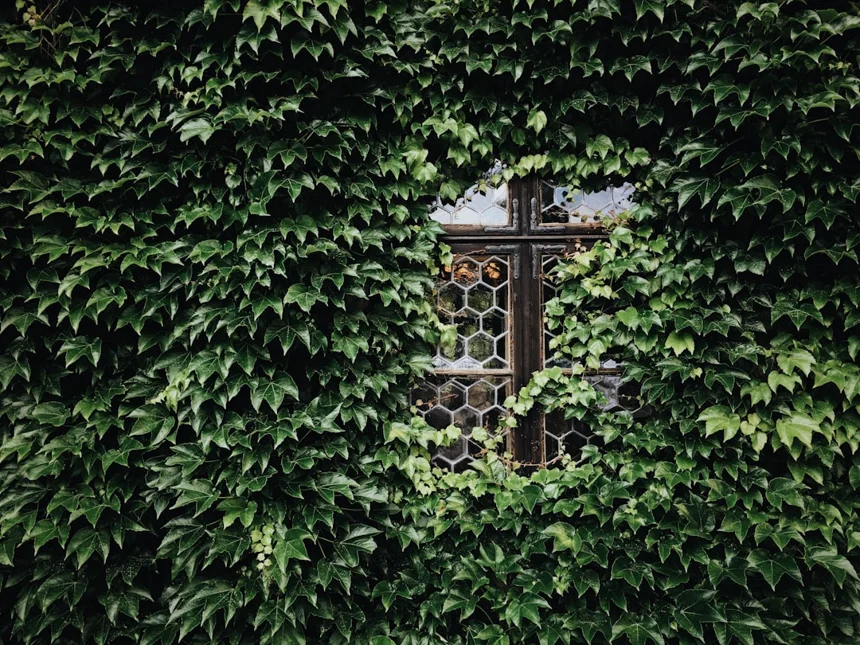 Niche